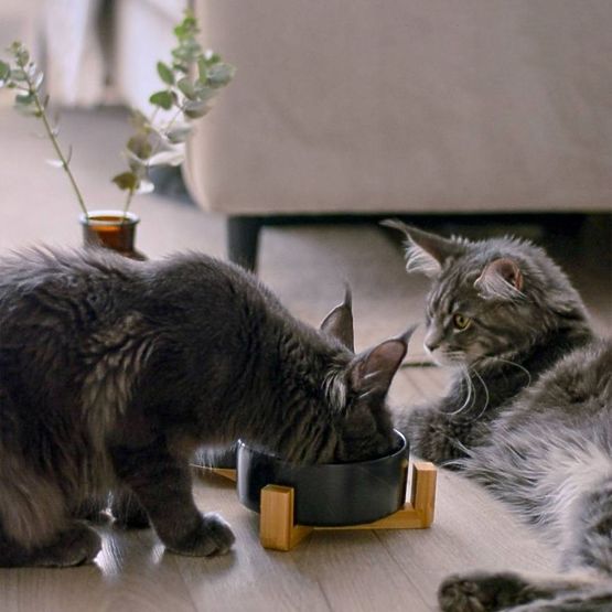 FEHÉR ETETŐ- ÉS VÍZTÁL ÁLLATOKNAK 331579