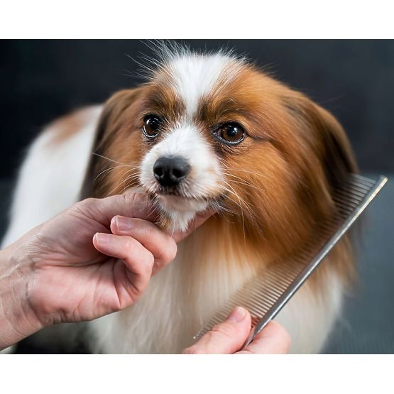 GROMMY állati ollókészlet kutyáknak és macskáknak