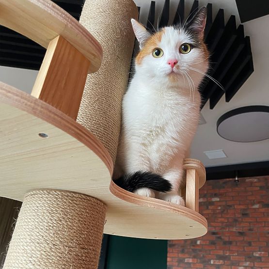 Nagy macskakaparó Bézs 255-265cm P70503