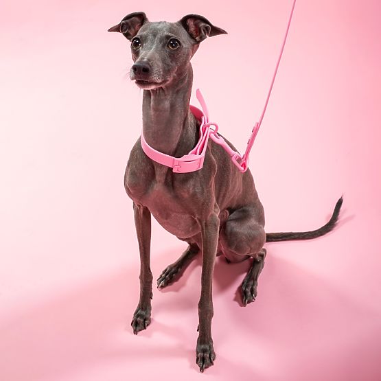 PJ-072 rózsaszín M kutyapóráz és nyakörv