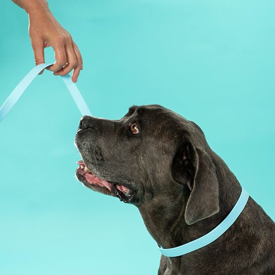 PJ-074 kék M méretű kutyapóráz és nyakörv