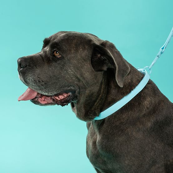 PJ-074 kék M méretű kutyapóráz és nyakörv