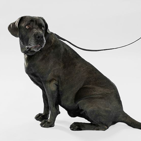 PJ-075 fekete L kutyapóráz és nyakörv