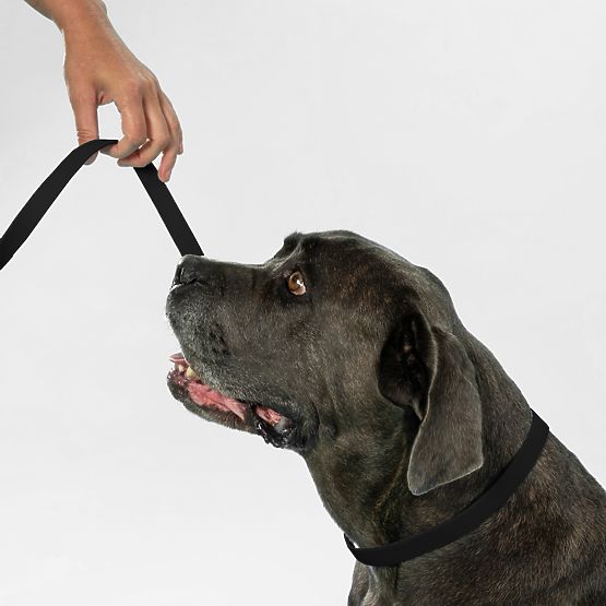 PJ-075 fekete L kutyapóráz és nyakörv