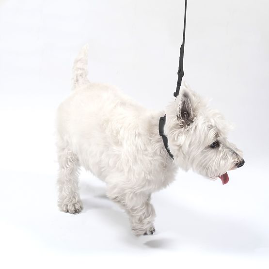 PJ-075 fekete L kutyapóráz és nyakörv