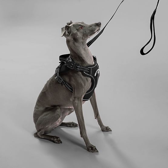 Póráz és hám kutyáknak PJ-055 fekete M