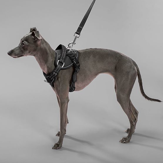 Póráz és hám kutyáknak PJ-055 fekete M