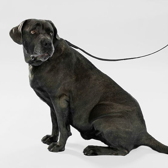 Póráz és nyakörv kutyáknak PJ-067 fekete S