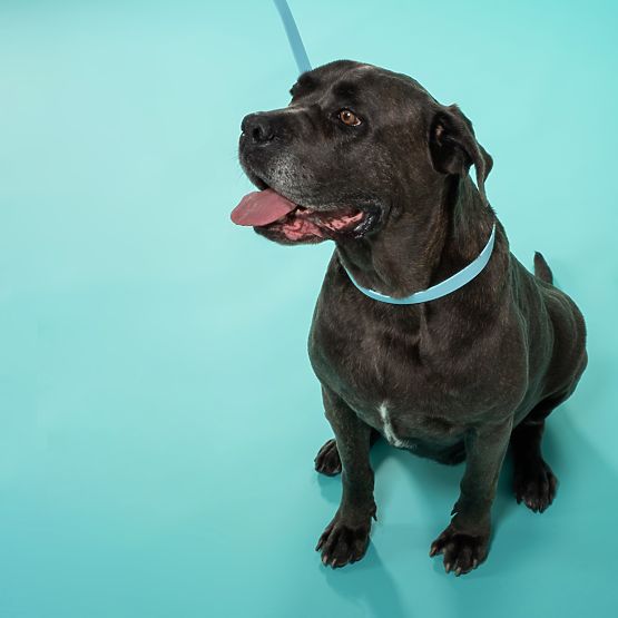 Póráz és nyakörv kutyáknak PJ-070 kék S