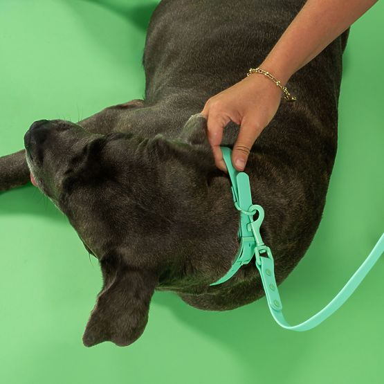 Póráz és nyakörv kutyáknak PJ-077 zöld L