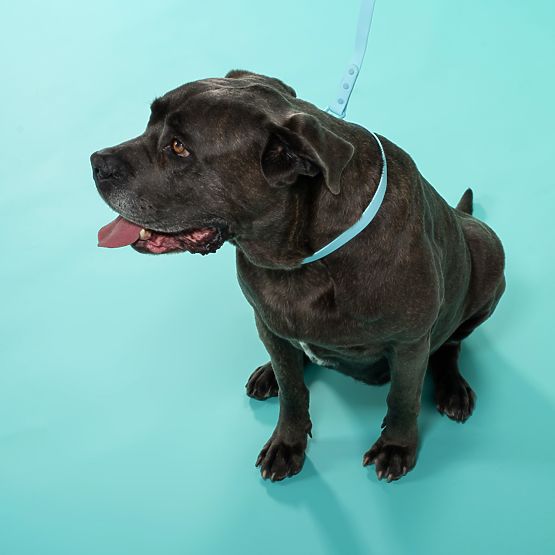 Póráz és nyakörv kutyáknak PJ-078 kék L