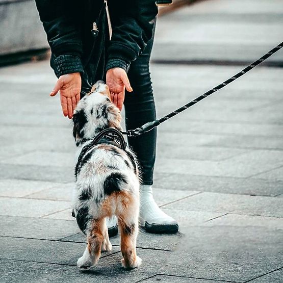 Reflexiós póráz és nyakörv kutyáknak PJ-035 piros