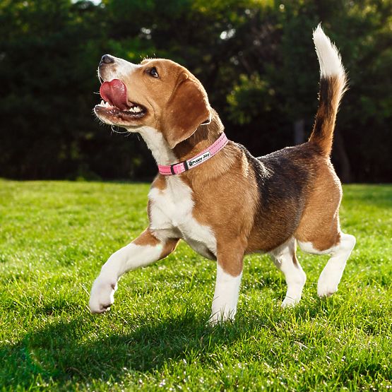 Reflexiós póráz és nyakörv kutyáknak PJ-036 Rózsaszín