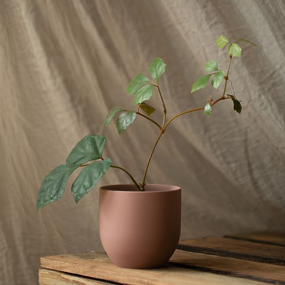 SHIRE virágtartó púderrózsaszín színben, modern stílusú, beltéri használatra, ameliahome