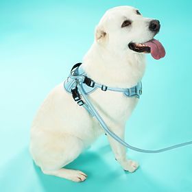 Póráz és hám kutyáknak PJ-065 zöld XL, PuppyJoy